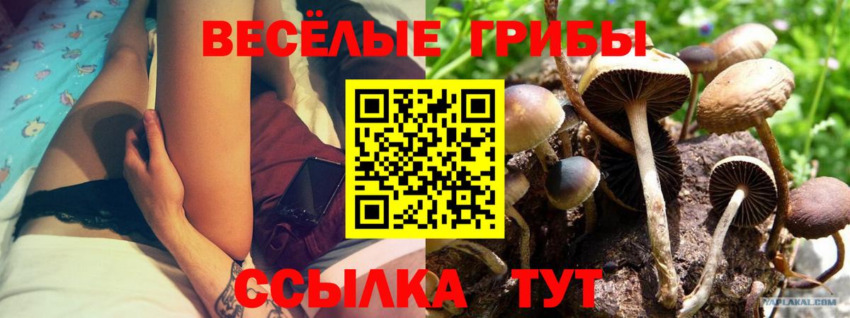 Богородицк  Галлюциногенные грибы Magic Shrooms  Вход с VPN  где найти наркотики  Галлюциногенные грибы MAGIC MUSHROOMS 